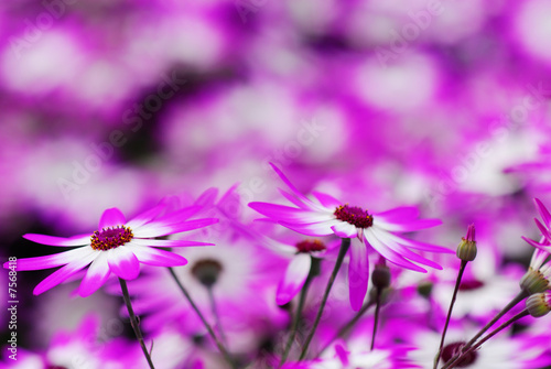 beautiful flower garden