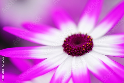 beautiful flower garden