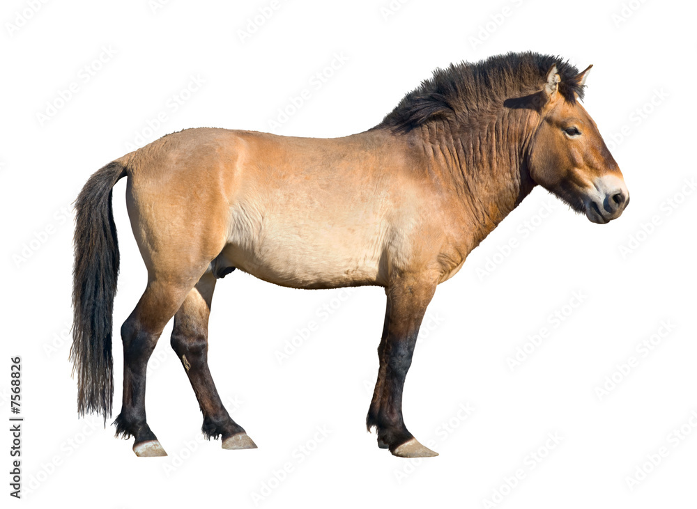 Fototapeta premium Przewalski wild horse cutout