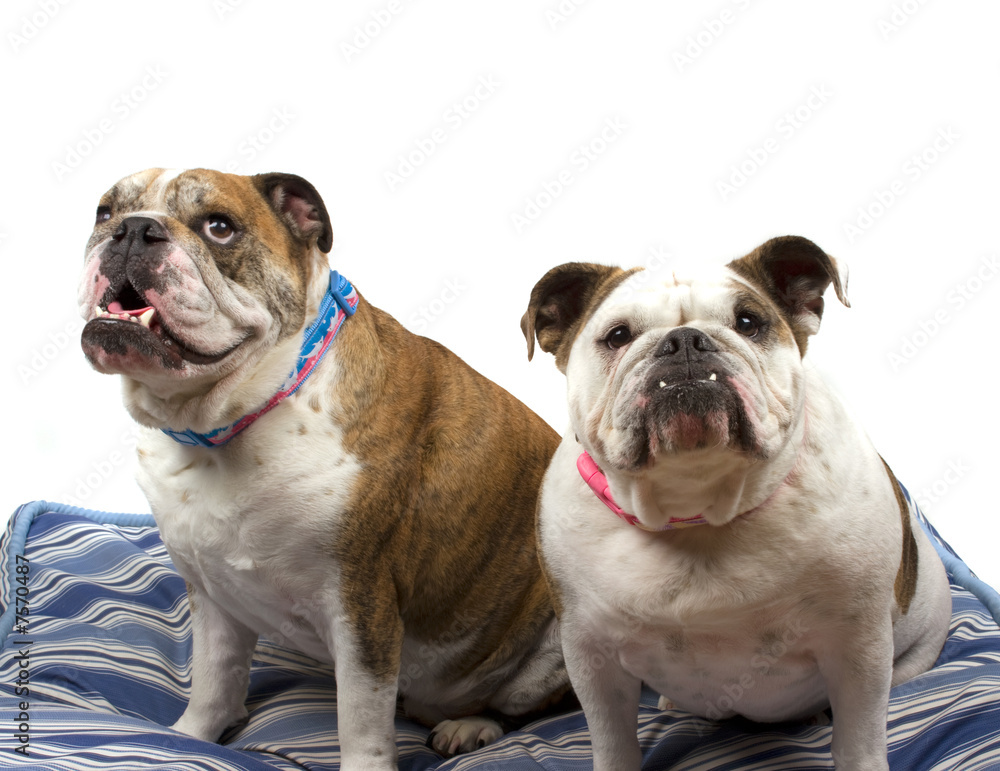 Fototapeta premium Buldogs