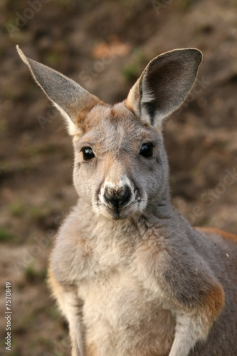 Cute kangaroo looking at you