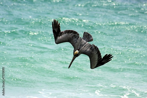 single pelican fishing