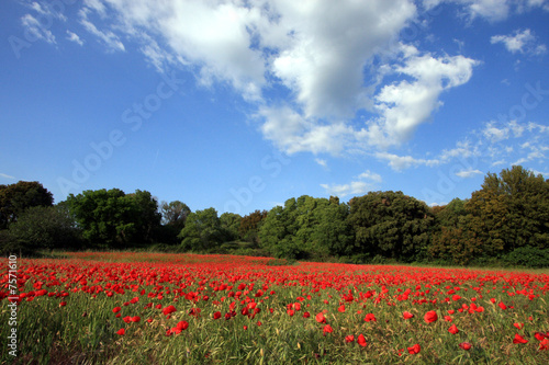 La nature en rouge