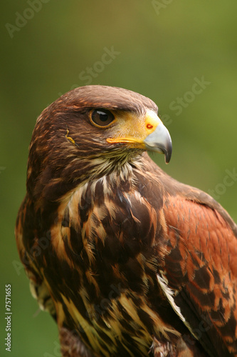 Harris Hawk (Parabuteo unicinctus)