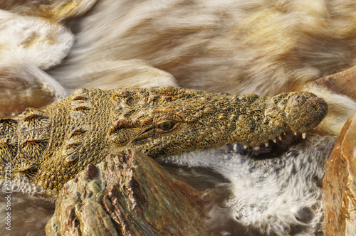 Crocodile in the water stream photo