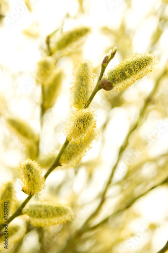 Pussy willow © Gagarin