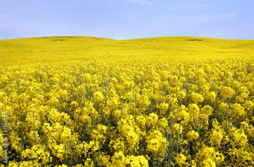 yellow field with oil seed rape
