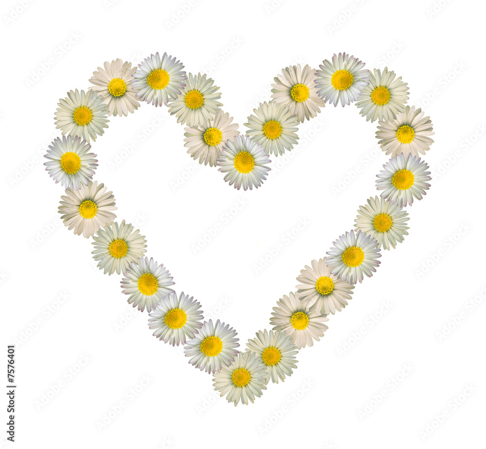 daisy shape of a heart daisy shape of a heart