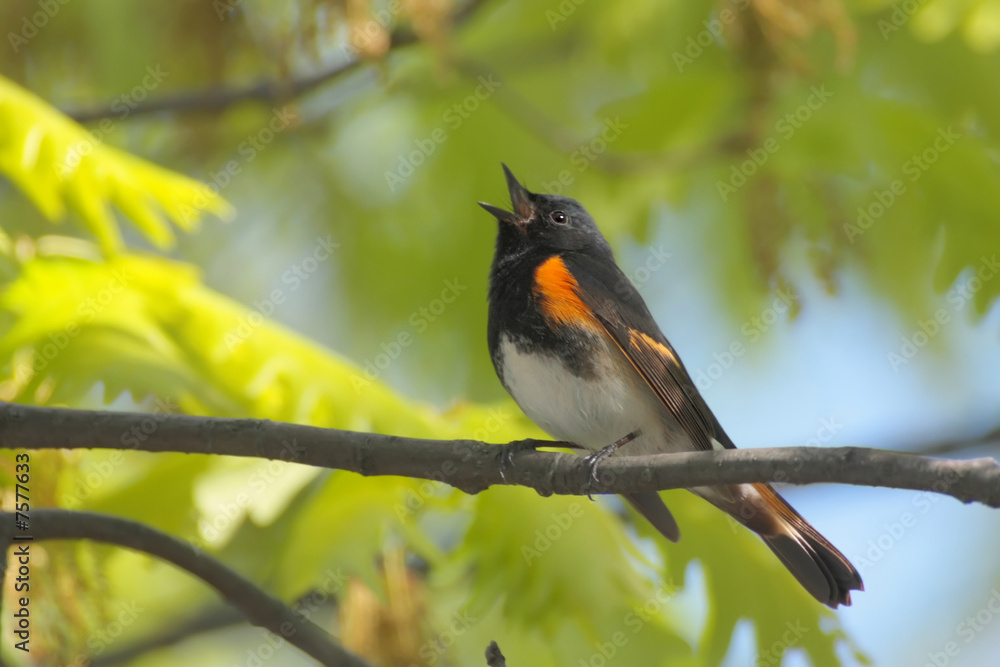 Fototapeta premium American Redstart (Setophaga ruticilla) Singing
