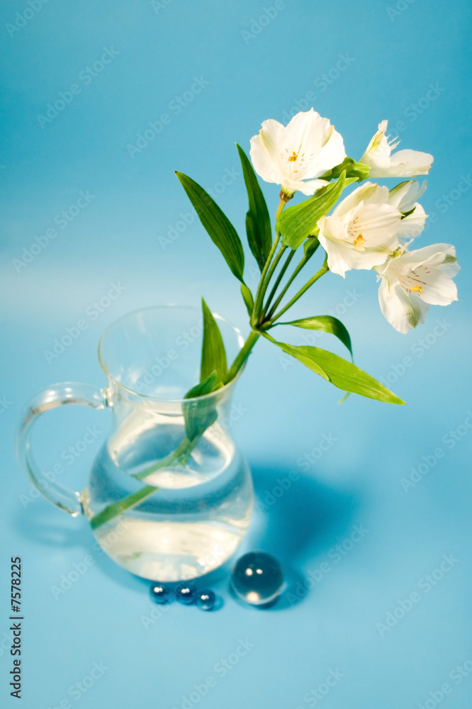White flowers of alstroemeria in a transparent jug. White flowers of alstroemeria in a transparent jug.