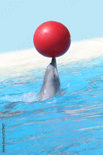 Delphin mit Ball