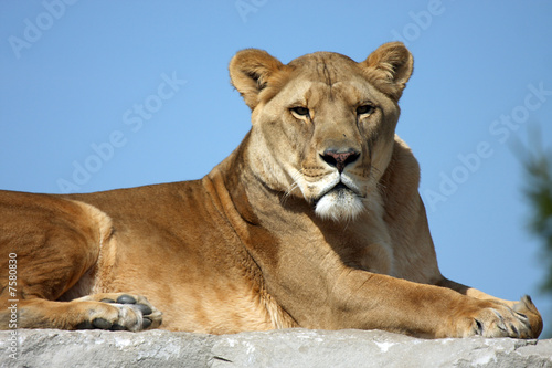 Fototapeta Naklejka Na Ścianę i Meble -  Female Lion