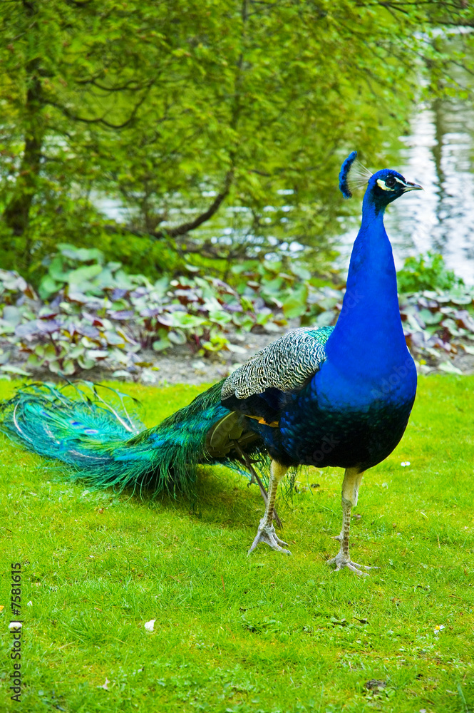 Fototapeta premium Peacock 