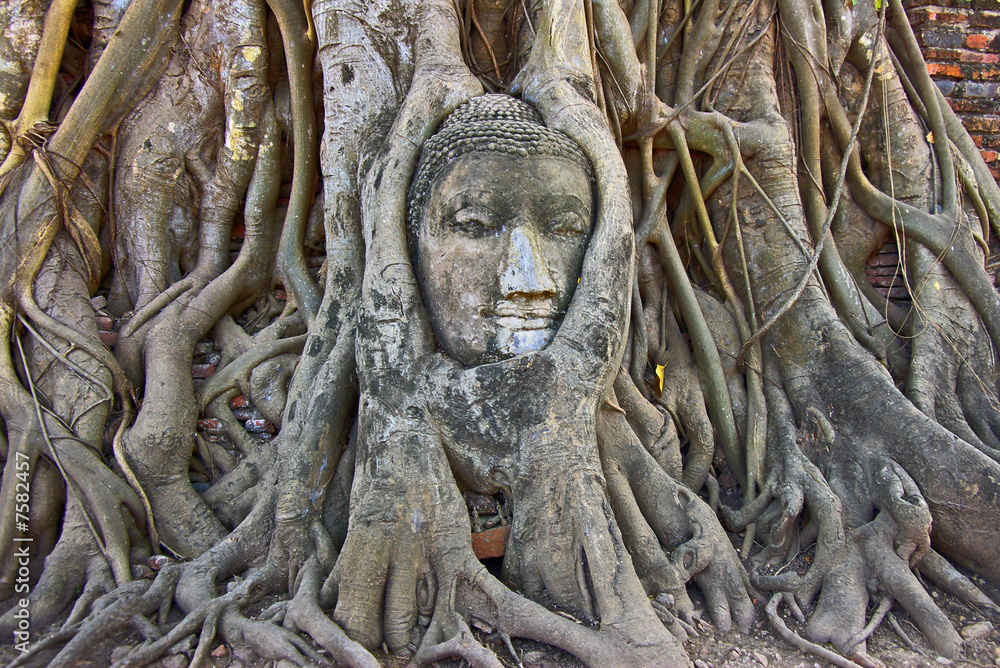 Stone Budda head in the tree roots Stone Budda head in the tree roots