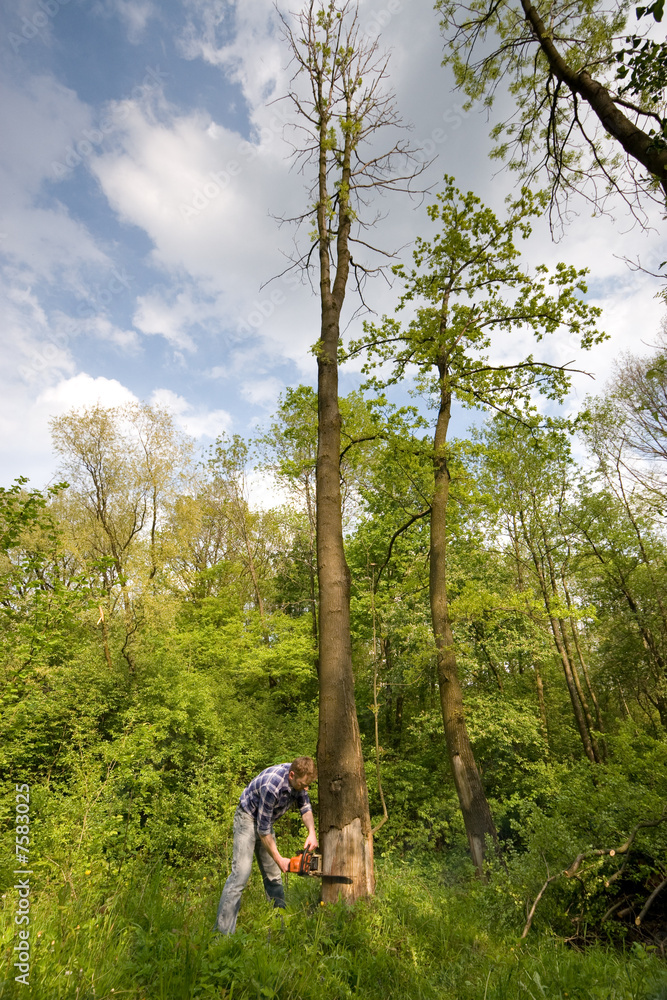 Fototapeta premium Young man cutting tree