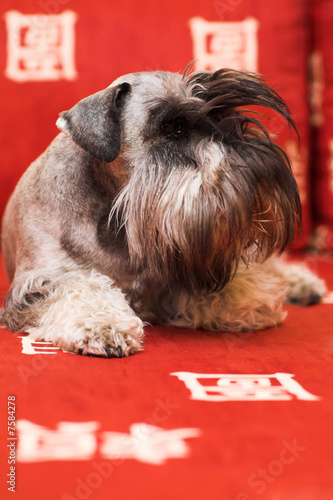 minischnauzer dog photo