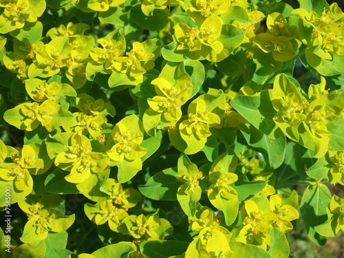 Euphorbia