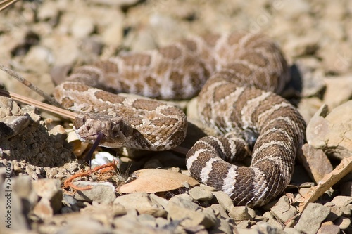 Foto Western Diamondback