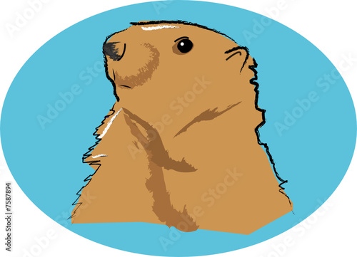 Marmotte