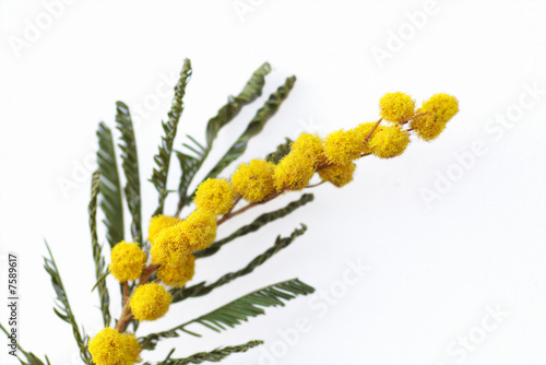 yellow mimosa flowers on white