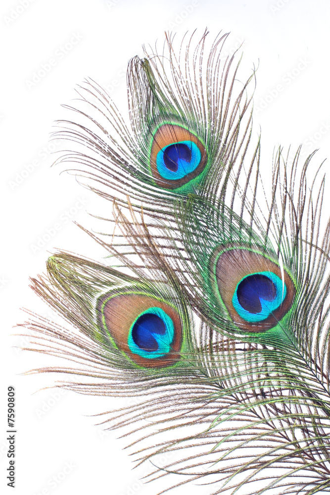 Obraz premium Feather