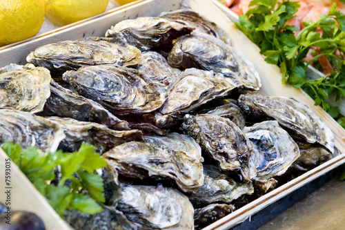 Plakat w ramie oyster