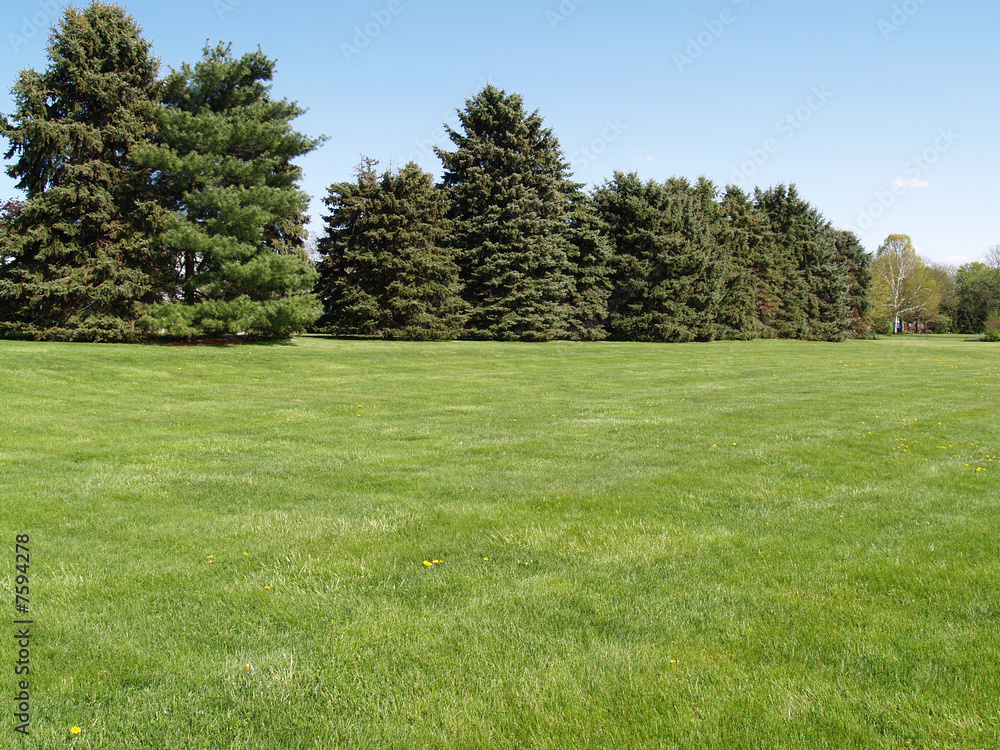 evergreen trees by a green lawn