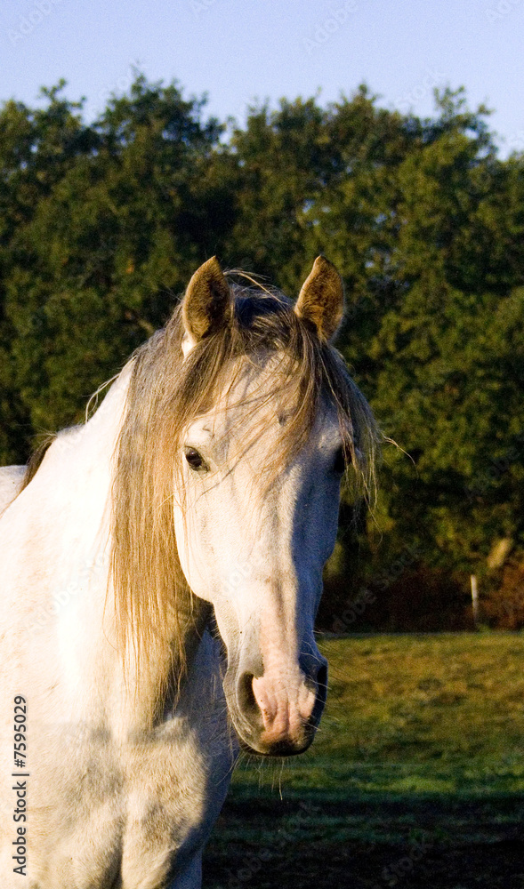 Obraz premium jeune jument