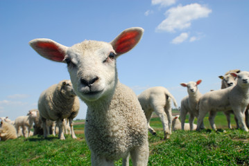 Ingelijste posters Schaap Nieuwsgierig lammetje in lentegras  © Eric Gevaert