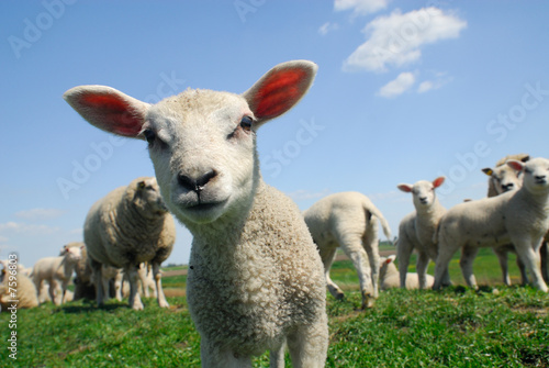 Fototapeta curious lamb in spring