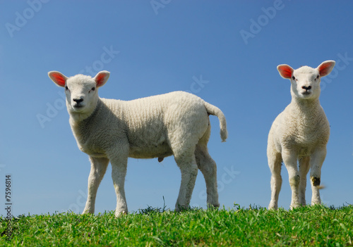 cute lambs in spring