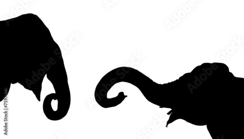 Photography illustration of two elephants communicating on white background