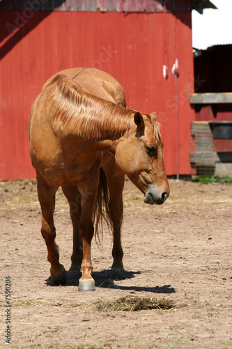 Chestnut horse near a red barn