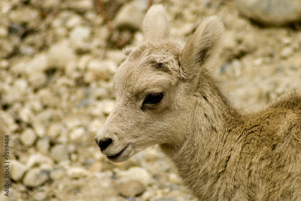 Baby Sheep Baby Sheep