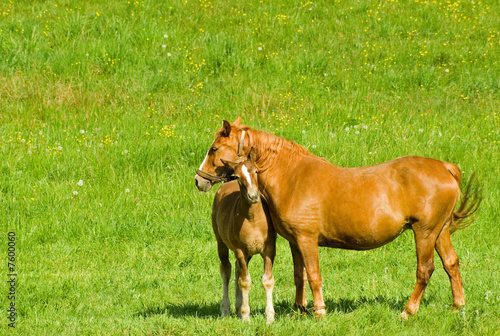 Tela Mare and foal