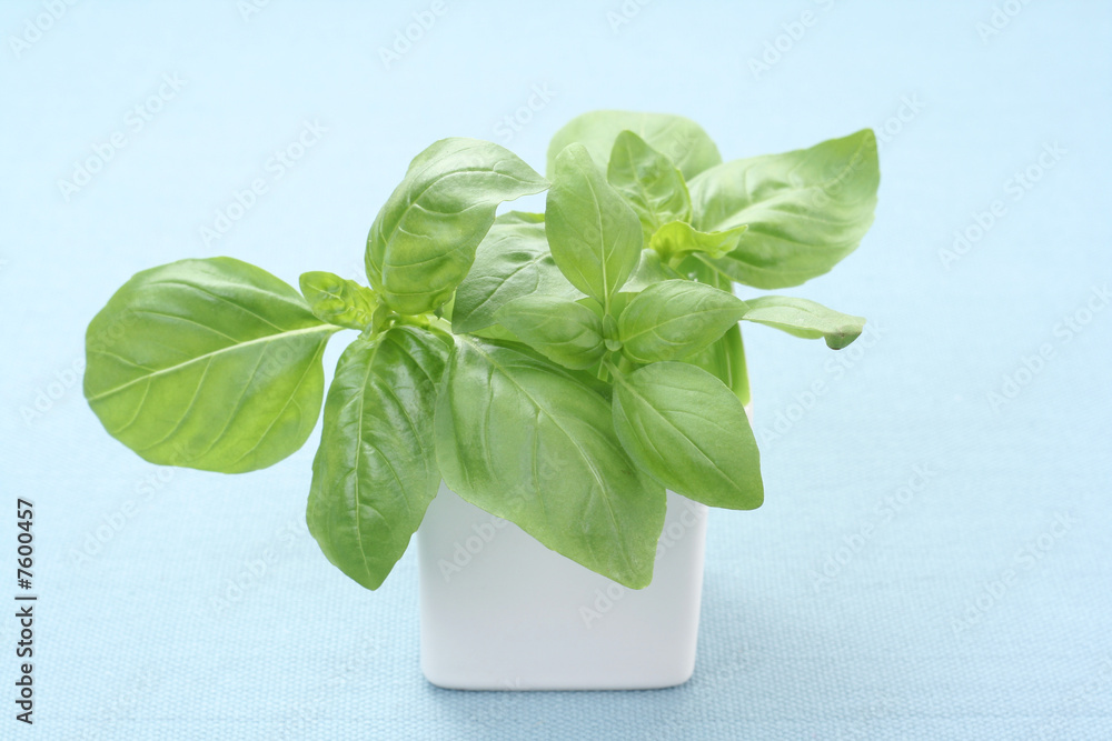 Fototapeta premium basil