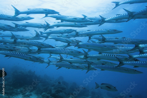 Obraz na płótnie School of barracudas underwater