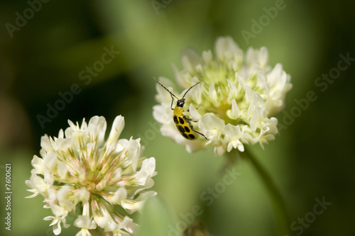 yellow cuke beetle on clover