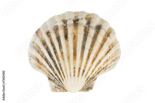 seashell with clippint path