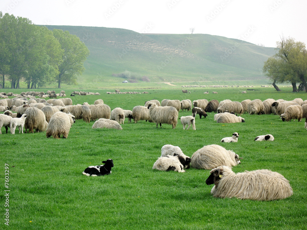 sheep sheep