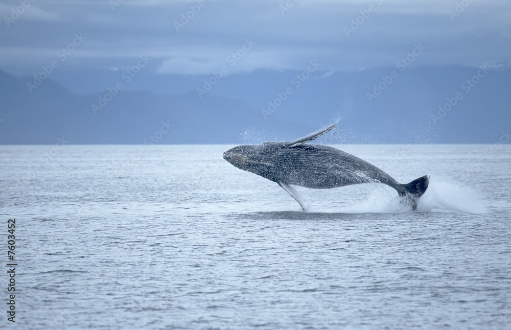 Fototapeta premium Whale breach