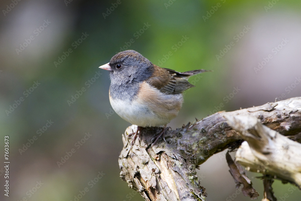 Oregon Junco Oregon Junco