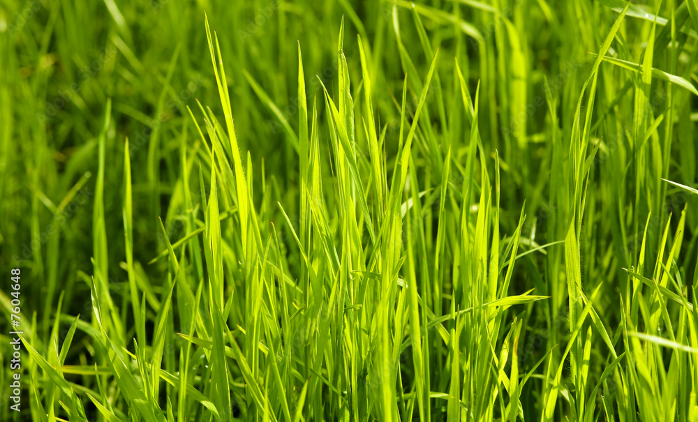 herbe herbe