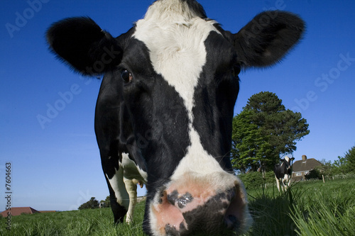 cow