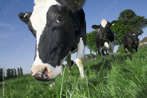 cows
