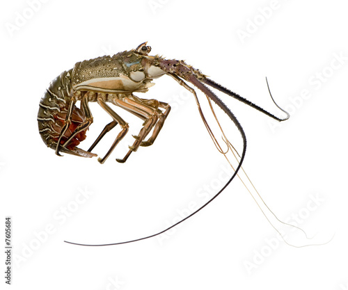 Spiny lobster - Palinuridae