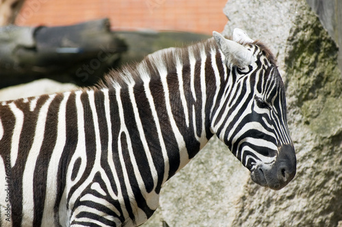 zebra