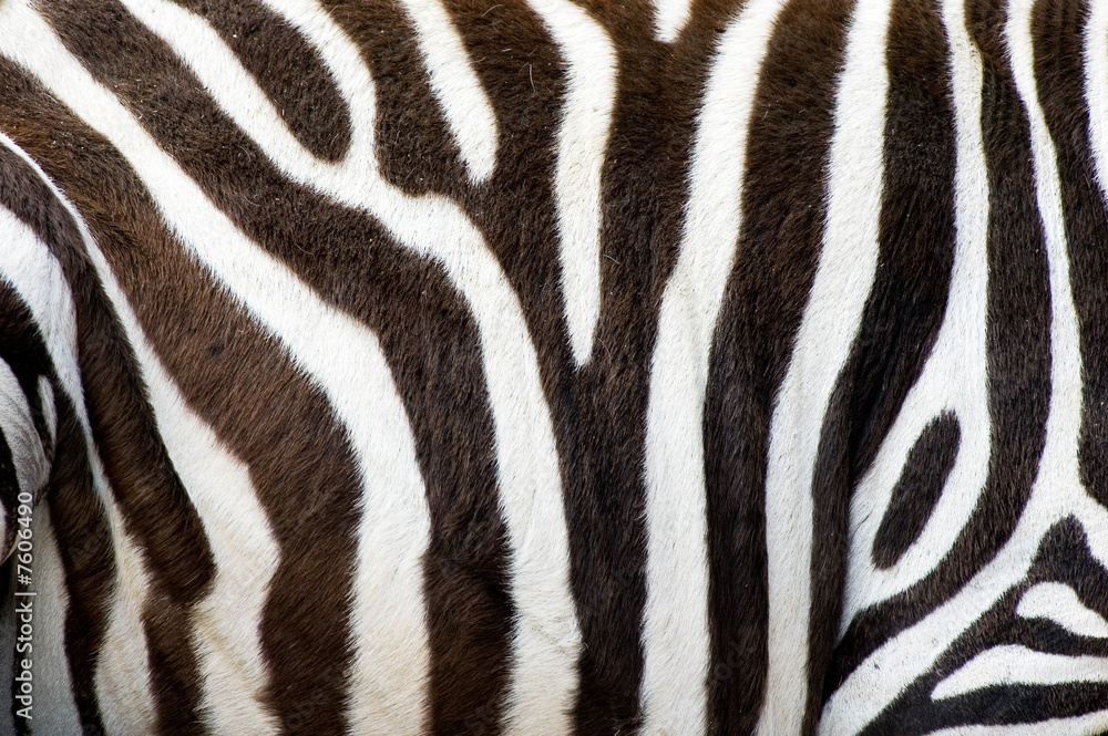 Fototapeta premium zebras skin