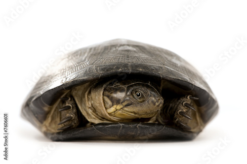 Turtle - pélusios subniger photo