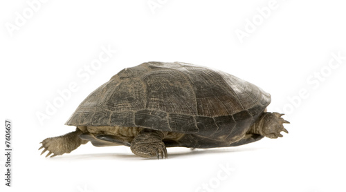 Turtle - pélusios subniger